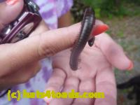 /home//u458753944/public_html/sourcegallery//////////////Insects and small critters/millipedes and centipedes/P1130870.JPG